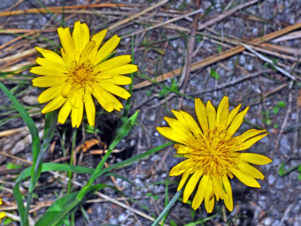 Un banale fiore giallo: Tragopogon orientalis